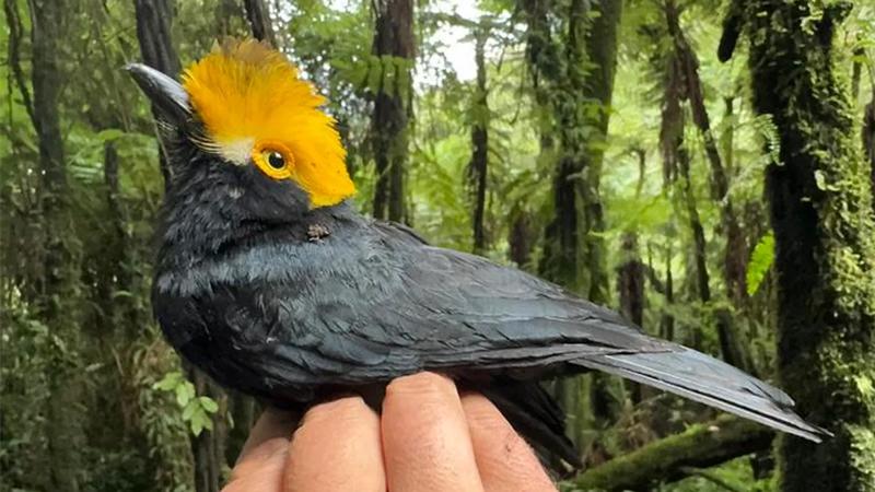  Yellow-Crested Helmetshrike 