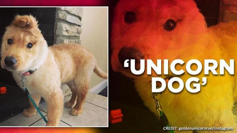 Netizens call unicorn dog 'absolutely perfect' little pupper