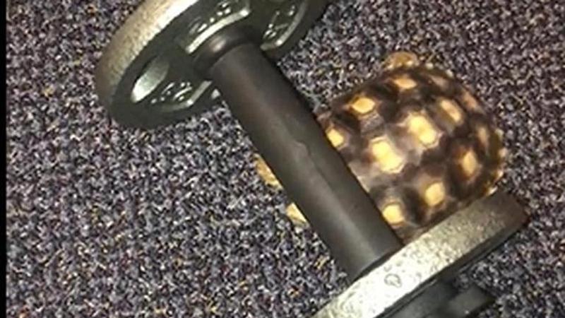 Tortoise helps man workout by rolling a dumbbell, netizens call 'ninja turtle'