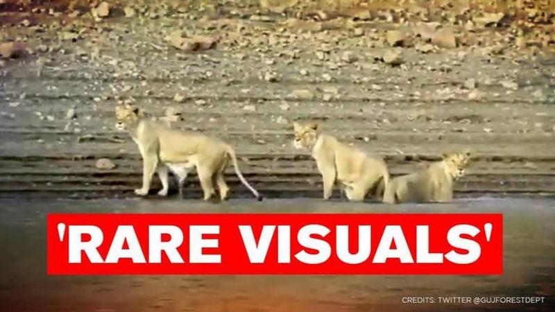 'Pride of Gujarat': Video of lionesses swimming in Gir forest leaves netizens stunned