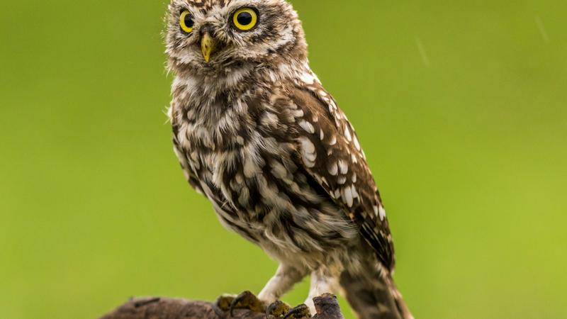 Viral Video Of An Owl Swimming Shocks The Internet - What Are The Other ...