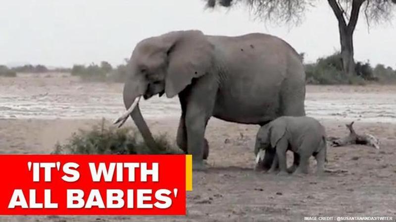 Elephant calf tries to create a tusk with bone, netizens say 'all babies are like that'