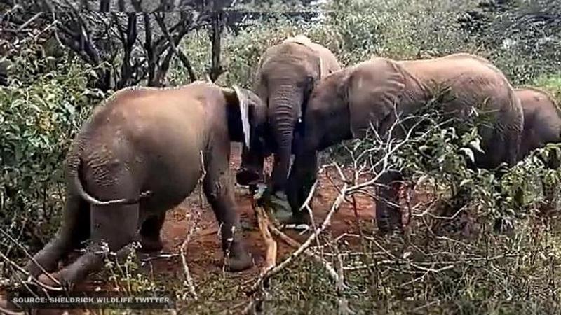 elephant calves