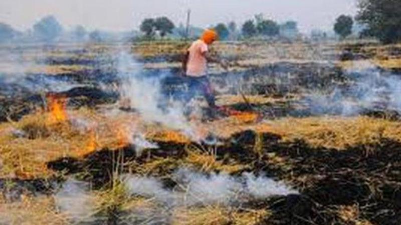 stubble burning