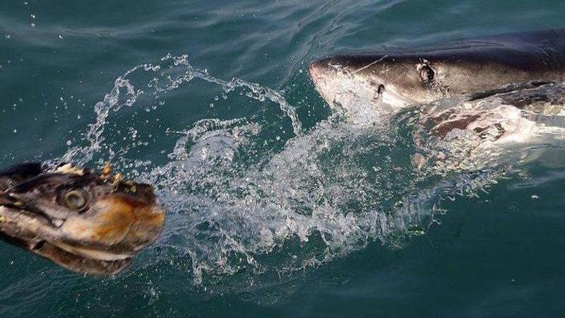 More seals means learning to live with sharks in New England