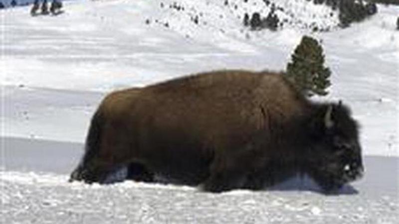 Yellowstone National Park partially reopens for day use