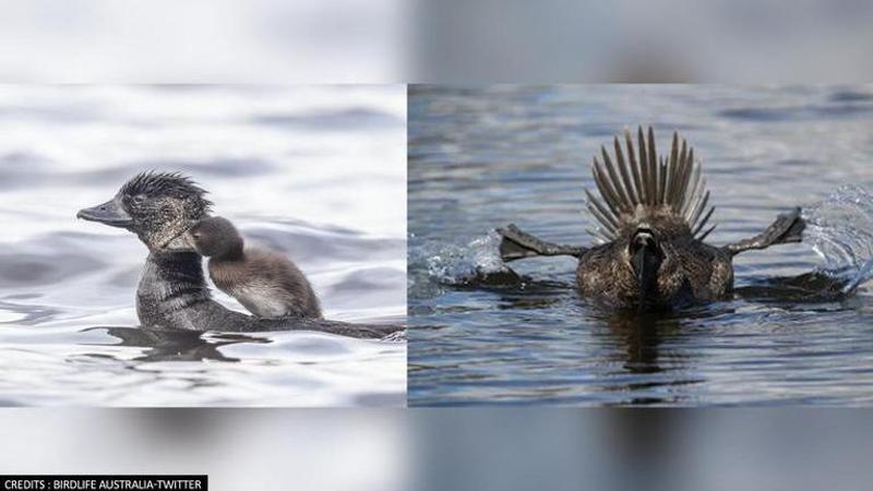 Australian duck