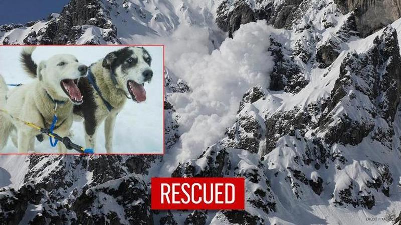 Dogs' saves owners from avalanche after their barking attracts rescuers