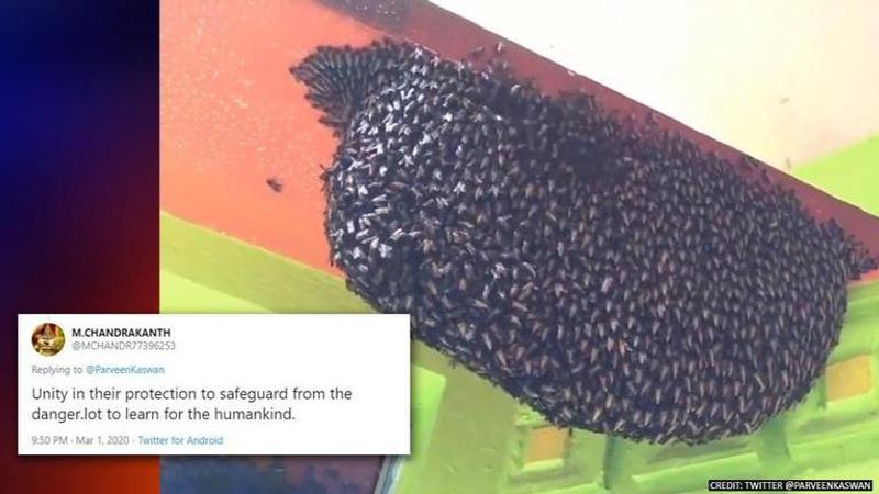 Video of bees syncing to create waves hits internet, netizens amused