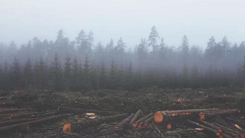 159,000 hectares of forest cover lost to deforestation in 2019